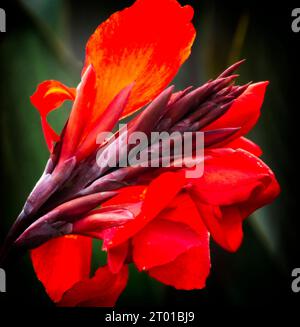 canna Lily Calgary Zoo Alberta Banque D'Images