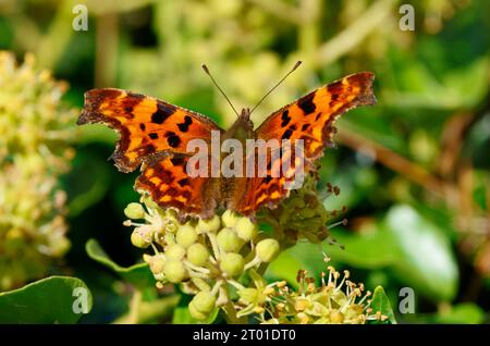 La virgule est un papillon commun dans le sud du Royaume-Uni. Les adultes hibernent en hiver et on les voit souvent dans les jardins boire du nectar à partir de fleurs. Banque D'Images