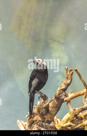 Le Coleto (Sarcops calvus) est une espèce d'oiseaux fascinante originaire d'Asie du Sud-est, connue pour son apparence distincte. Banque D'Images