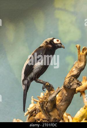 Le Coleto (Sarcops calvus) est une espèce d'oiseaux fascinante originaire d'Asie du Sud-est, connue pour son apparence distincte. Banque D'Images