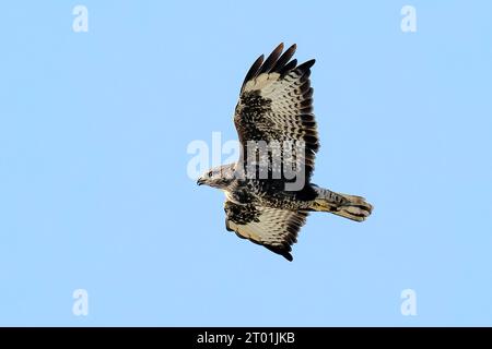 Une buse variable en vol Banque D'Images