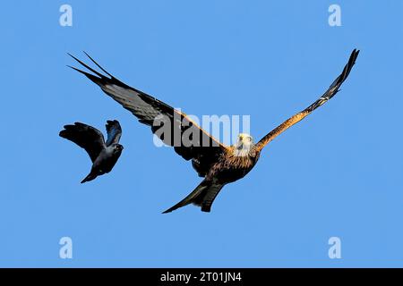 Un cerf-volant rouge escorté hors des lieux par un jackdaw Banque D'Images