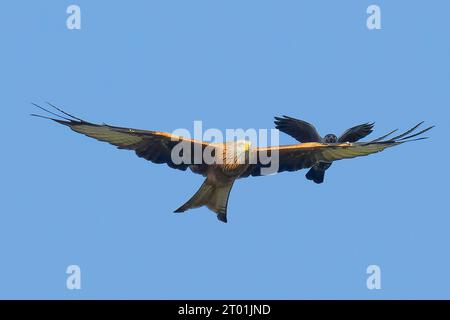 Un cerf-volant rouge escorté hors des lieux par un jackdaw Banque D'Images