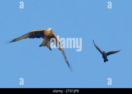 Un cerf-volant rouge escorté hors des lieux par un jackdaw Banque D'Images