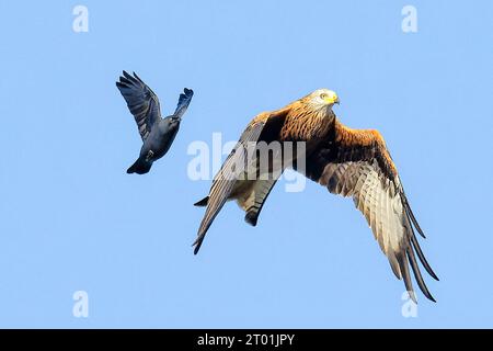 Un cerf-volant rouge escorté hors des lieux par un jackdaw Banque D'Images