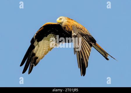 Un cerf-volant rouge escorté hors des lieux par un jackdaw Banque D'Images