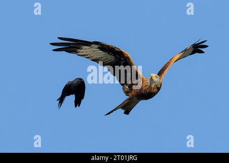 Un cerf-volant rouge escorté hors des lieux par un jackdaw Banque D'Images