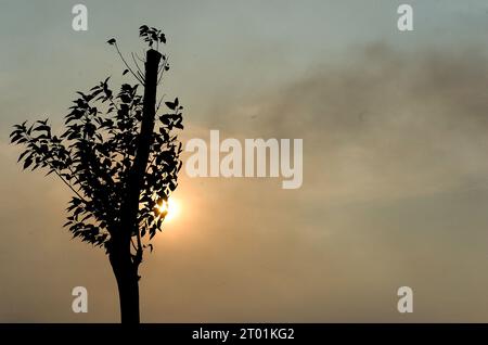 Cette image panoramique capture un arbre solitaire silhouette sur un magnifique coucher de soleil. Convient pour les conceptions sur le thème de la nature, les paysages, et tranquille ou inspira Banque D'Images