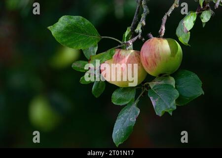 Météo britannique, 3 octobre 2023 : au fur et à mesure que l'automne progresse, les pommes mûrissent sur un arbre dans le jardin du photographe à Clapham, Londres. Les prévisionnistes météorologiques projettent des températures allant jusqu'à 26 degrés le week-end prochain, bien au-dessus de la moyenne saisonnière habituelle pour la période de l'année. Anna Watson/Alamy Live News Banque D'Images