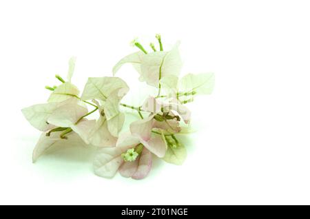 Une image rustique et minimaliste d'une petite fleur blanche de Bougainvillea isolée sur fond blanc. Cet atout est parfait pour créer des sur le thème de la nature Banque D'Images