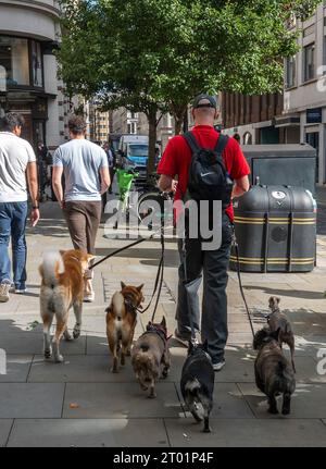 Londres, Royaume-Uni. 03 octobre 2023. Un promeneur professionnel de chiens avec 6 chiens marche ses charges le long de Jermyn Street à la mode dans le West End du centre de Londres le mardi, octobre, 2023. Crédit : Rob Taggart/Alamy Live News crédit : Rob Taggart/Alamy Live News Banque D'Images