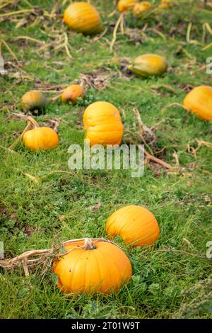 Totnes, Royaume-Uni. 3 octobre 2023. Citrouilles prêtes à être récoltées au Colourful Cow 'Pick Your Own' à Berry Pomeroy, Devon, Royaume-Uni. Crédit : Thomas Faull/Alamy Live News Banque D'Images