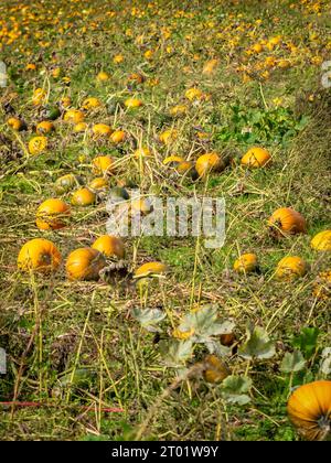 Totnes, Royaume-Uni. 3 octobre 2023. Citrouilles prêtes à être récoltées au Colourful Cow 'Pick Your Own' à Berry Pomeroy, Devon, Royaume-Uni. Crédit : Thomas Faull/Alamy Live News Banque D'Images