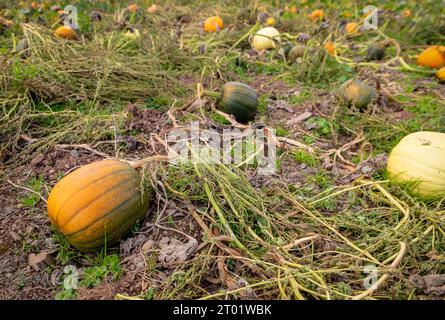 Totnes, Royaume-Uni. 3 octobre 2023. Citrouilles prêtes à être récoltées au Colourful Cow 'Pick Your Own' à Berry Pomeroy, Devon, Royaume-Uni. Crédit : Thomas Faull/Alamy Live News Banque D'Images