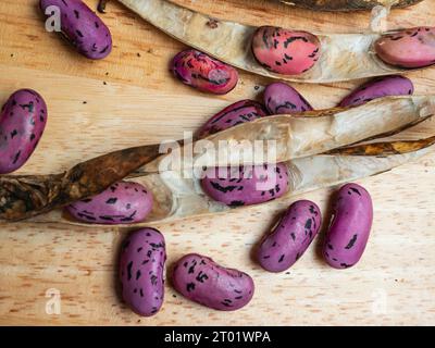 Gousses de graines séchées et graines du légume d'été, Phaseolus coccinea 'Enorma', coureur ou haricot polaire Banque D'Images