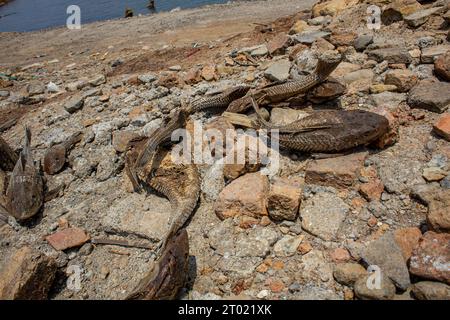 Sumedang, Java Ouest, Indonésie. 3 octobre 2023. Poissons morts observés dans le réservoir de Jatigede, Sumedang, Indonésie. Près de trois mois, le débit d'eau du réservoir de Jatigede a diminué en raison de la saison sèche. Cela a fait un certain nombre d'endroits, tels que des villages, des hameaux, des routes, des cimetières, etc., refaites surface après avoir été immergé pendant une longue période. Jatigede est le deuxième plus grand réservoir d'Indonésie. Crédit : ZUMA Press, Inc./Alamy Live News Banque D'Images