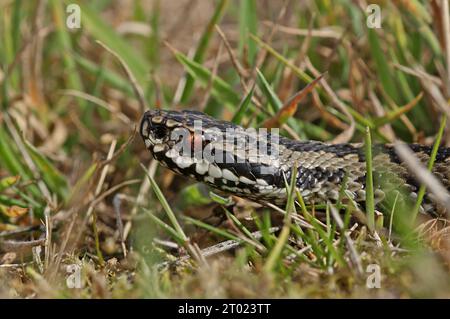 Adder européen (Vipera berus) gros plan d'Eccles-on-Sea adulte, Norfolk, Royaume-Uni. Août Banque D'Images