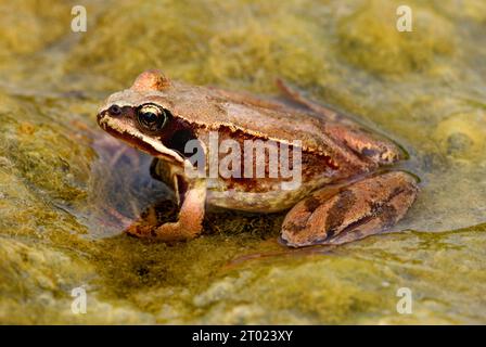 Grenouille commune (Rana temporaria) reposant sur un tapis d'algues Eccles-on-Sea, Norfolk, Royaume-Uni. Juin Banque D'Images