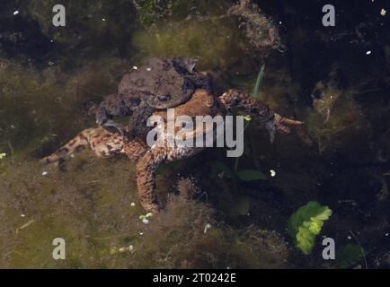 Couple de crapaud commun (Bufo bufo) s'accouplant dans l'étang Eccles-on-Sea, Norfolk, Royaume-Uni. Mars Banque D'Images