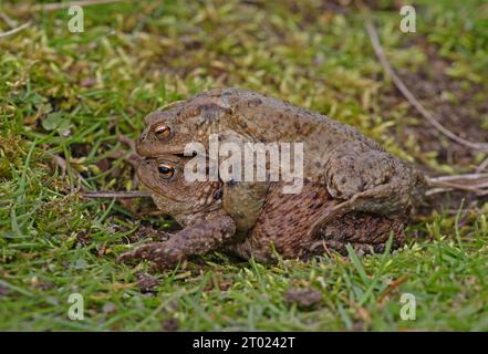 Couple d'accouplement du crapaud commun (Bufo bufo) sur le chemin de l'étang de reproduction Eccles-on-Sea, Norfolk, Royaume-Uni. Avril Banque D'Images