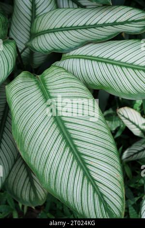 Feuilles de Calathea - étoile blanche Banque D'Images