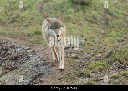 Loup gris (Canis lupus) marchant le long d'un sentier forestier au début du printemps, dans un habitat naturel. Banque D'Images