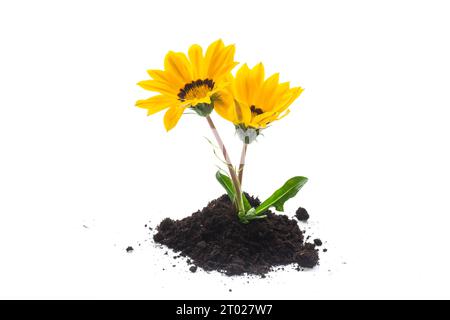 la fleur jaune pousse dans le sol, isolée sur fond blanc. Banque D'Images