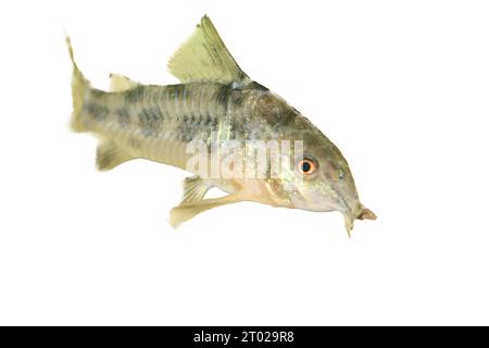 Le poisson-chat marbré (Corydoras paleatus), un poisson d'aquarium d'eau douce populaire Banque D'Images