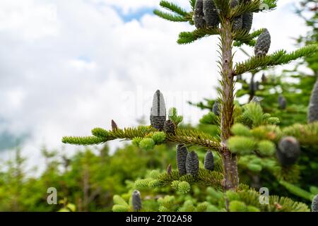 Paysage du Mont Washington, New Hampshire, USA Banque D'Images