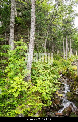 Paysage du Mont Washington, New Hampshire, USA Banque D'Images