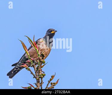 Une Rosy Starling perchée sur un arbre Banque D'Images