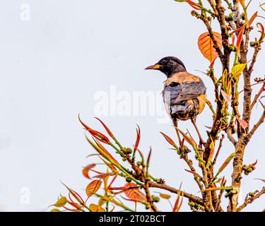 Une Rosy Starling sur un arbre Banque D'Images