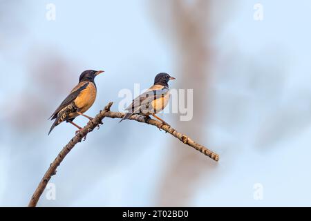 Une paire de Rosy Starling reposant sur un arbre Banque D'Images