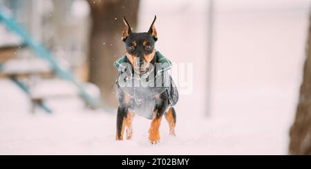 Min PIN Dog jouer et courir à l'extérieur dans la neige, saison d'hiver. Drôle noir miniature Pinscher Zwergpinscher regardant la caméra. Zwergpinscher noir Banque D'Images