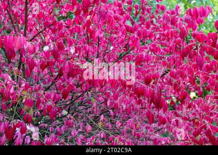 Jardin d'automne, buisson rose vif d'euonymus ailé (Euonymus alatus). Banque D'Images