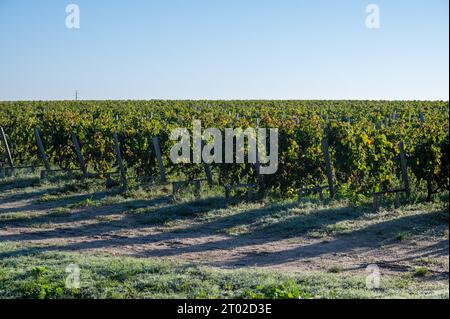 Vignes vertes avec rangées de cépage Cabernet Sauvignon rouge du vignoble du Haut-Médoc dans le village de Margeaux à Bordeaux, rive gauche de Gironde estuar Banque D'Images