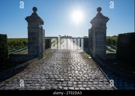 Vignes vertes avec rangées de cépage Cabernet Sauvignon rouge du vignoble du Haut-Médoc dans le village de Margeaux à Bordeaux, rive gauche de Gironde estuar Banque D'Images