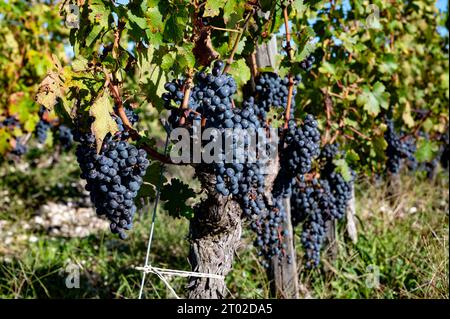 Vignes vertes avec rangées de cépage Cabernet Sauvignon rouge du vignoble du Haut-Médoc dans le village de Margeaux à Bordeaux, rive gauche de Gironde estuar Banque D'Images