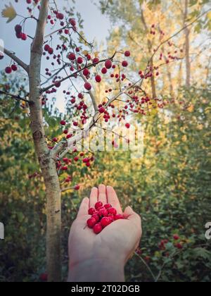 Main femelle tenant des baies fraîches bio d'aubépine après les avoir ramassées de l'arbre dans la forêt. Wildberries dans l'environnement naturel des bois. Cratae Banque D'Images