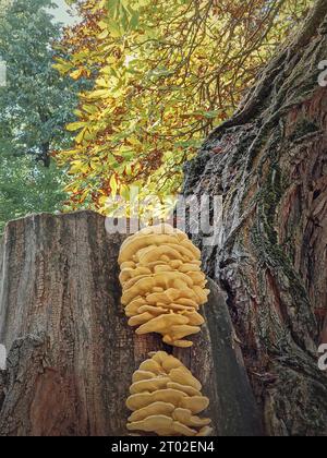 Gros plan champignons poussant sur une tige de châtaignier. Laetiporus sulphureus connu sous le nom de poulet des bois Banque D'Images