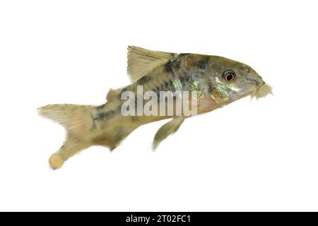 Le poisson-chat marbré (Corydoras paleatus), un poisson d'aquarium d'eau douce populaire Banque D'Images