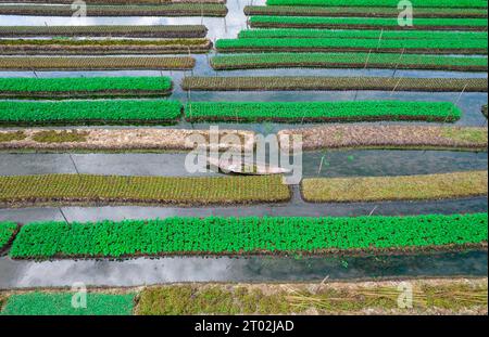 Barishal, Barishal, Bangladesh. 3 octobre 2023. Les agriculteurs ont tendance à cultiver leurs légumes flottants à Pirojpur, au Bangladesh, car ils s’adaptent aux inondations annuelles causées par les rivières locales. Chaque bande de terre mesure entre 200 pieds et 300 pieds de long, et les agriculteurs cultivent jusqu'à 300 types de légumes, naviguant dans les canaux en bateau. Les cultures montent et tombent avec les eaux gonflantes d'une rivière voisine, ce qui peut restreindre le temps que les cultures peuvent être cultivées et faire de la terre une denrée précieuse pour les habitants. La zone où la nourriture est cultivée couvre 400 hectares, avec un large éventail de cultures, y compris les haricots, la betterave, pu Banque D'Images