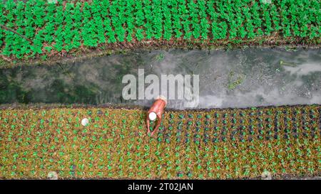 Barishal, Bangladesh. 3 octobre 2023. Les agriculteurs ont tendance à cultiver leurs légumes flottants à Pirojpur, au Bangladesh, car ils s’adaptent aux inondations annuelles causées par les rivières locales. Chaque bande de terre mesure entre 200 pieds et 300 pieds de long, et les agriculteurs cultivent jusqu'à 300 types de légumes, naviguant dans les canaux en bateau. La zone où la nourriture est cultivée couvre 400 hectares, avec un large éventail de cultures, y compris les haricots, betteraves, citrouilles, aubergines, concombres, navet, chou-fleurs et piments. (Image de crédit : © Mustasinur Rahman Alvi/ZUMA Press Wire) USAGE ÉDITORIAL SEULEMENT! Non destiné à UN USAGE commercial ! Banque D'Images