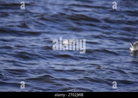 Mouette pygmée Hydrocoloeus minutus Banque D'Images