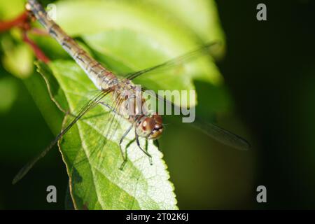 grande libellule de bruyère sur une feuille verte Banque D'Images