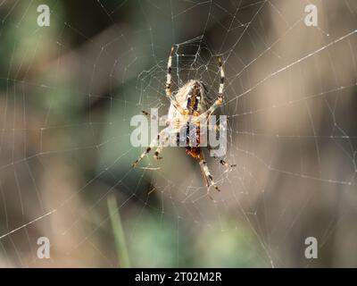 Araneus diadematus est communément appelé l'araignée de jardin européenne, croiseur orbweaver, araignée diadème, orangie, araignée croisée, et le tisserand d'orbe couronné. Banque D'Images