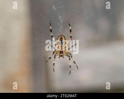 Araneus diadematus est communément appelé l'araignée de jardin européenne, croiseur orbweaver, araignée diadème, orangie, araignée croisée, et le tisserand d'orbe couronné. Banque D'Images