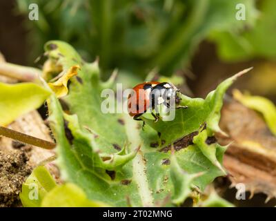 Coccinella septempunctata, une coccinelle à sept taches, en Amérique du Nord, connue sous le nom de coccinelle à sept taches. Banque D'Images