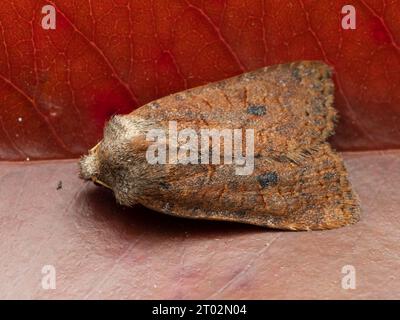 Conistra vaccinii, le papillon des châtaigniers, reposant sur une feuille. Banque D'Images