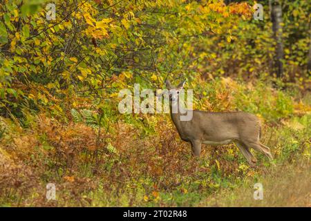 Biche à queue blanche par une jolie journée d'automne dans le nord du Wisconsin. Banque D'Images